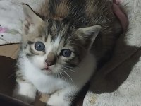 Sağlıklı melez bebek kediler