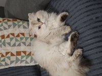 British Longhair Şecereli Dişi