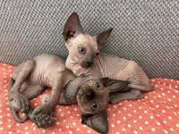 Sphynx (Sfenks) Kedisi