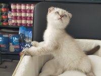 2 aylık scottish fold blue point dişi