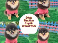 Pomeranian fox teddy bear gülen surat