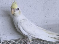 Cf cremio yavru sultan papağanı