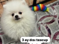 4 farklı dişi erkek pomeranian yavrular