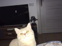 SCOTTİSH STRAİGHT DİŞİ