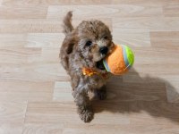 58 günlük toy poodle