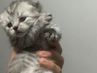 55 günlük british longhair yavrular