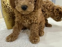 Toy poodle yavrum