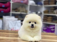 Yeni evlerine gitmeye hazır pomeranian yavruları