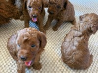 Ev Doğumlu Ailemizde Büyüyen Toy Poodle Yavrularım