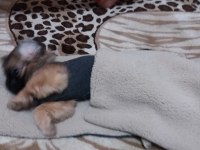 3 aylık pekinez köpeği