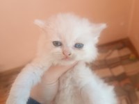 British longhair ve shorthair bluepoint