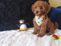 Red Toy Poodle Erkek