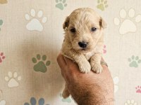 TEACUP ÜST KALİTE MALTİPOO BEBELER