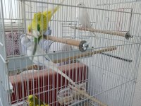 Tek tek veya hepsi birlikte muhabbet kuşlar