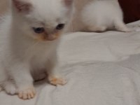 Minik kedimiz pudingi mi kim ister