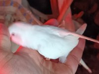 Sol ayak aksıyor beyaz albino kırmızı göz muhabbet kuşu