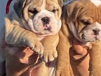 İngiliz bulldog yavrularımız ırk garantilidir