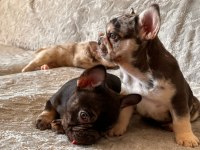 Bal Dolu French Bulldog Güzellikler