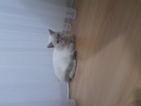 Çok uysal bütün aşıları yapılmış british shorthair