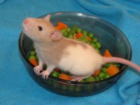 Rat Dumbo Rat Yavrular Ve Malzemeleri Adrese Teslim Var