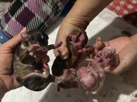 Nadir bulunan 4 renk merle poodle