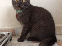 7 aylık british shorthair