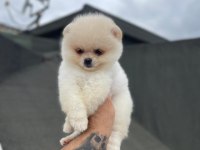 Pomeranian boo