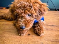 2,5 Aylık Toy Poodle Yavrumuz Bambi Sahibini Arıyor!