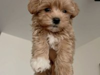 Maltipoo Yavrularım Açık Ve Esmer Renk Çeşitleri