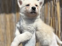 Mas Mavi Deniz Gözlü Husky Yavrularım