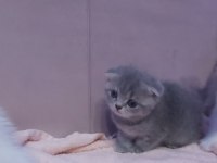 Scottish fold ve british yavrular