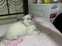 safkan scottish fold kızım
