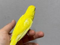 FORPUS YAVRU PAPAĞANLARIMIZ GÖNDERİM SAĞLANIR