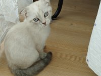 Üç aylık scottish fold miniğimize kalıcı yuva
