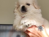 Pekinez yavru erkek köpeğimiz