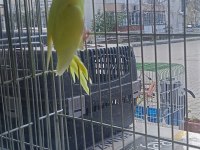 Hepsi ele alıştırmalık yavru muhabbet kuşlar