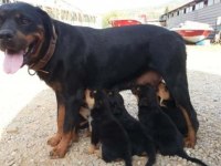 orjınal yavrular rezervde rottweiler