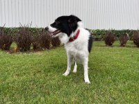 SKS si mevcut %100 şecereli şampiyon BC Karbon köpeğimiz