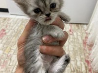 Chinchilla yavrumuz 40 günlük