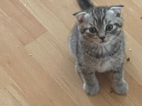 Scottish Fold Yavrumuza Yuva Arıyoruz
