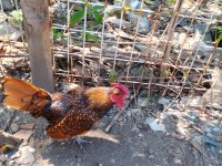 Küçük cins bakımlı çok canlı renge sahip horoz