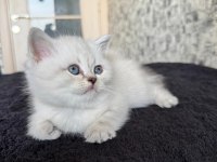 British shorthair kedi
