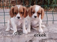Cavalier king charles kaliteli yavru
