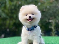 Pomeranian