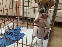 Jack Russell 2,5 Aylık