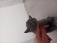 Minik kedilerim british shorthair