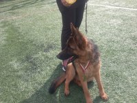 Üst düzey şecereli 2 yaşında dişi alman çoban köpeği