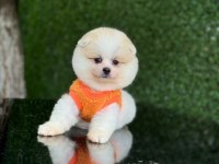 Sağlık Ve Irk Garantili Pomeranian Boo