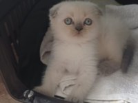 Yeni Yuvasına Hazır Scottish Fold