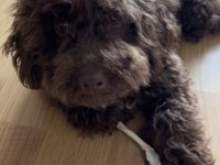 Toy poodle nadir çikolata renk